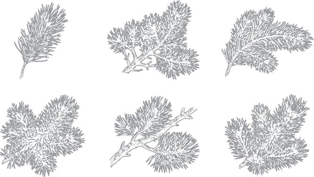 Set of hand drawn pine tree branches