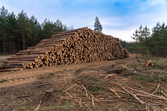 Large stack of freshly harvested pine logs at a forest harvesting site in Sigulda Municipality Latvia