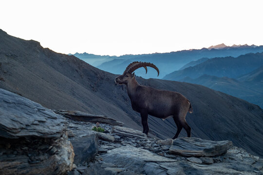 Bouquetin sur sommet montagneux devant le Mont Blanc