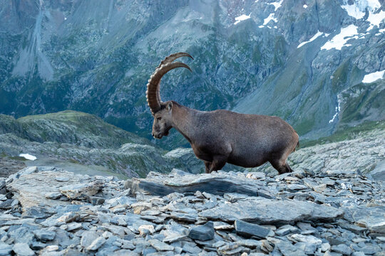 Bouquetin sur sommet montagneux devant le Mont Blanc