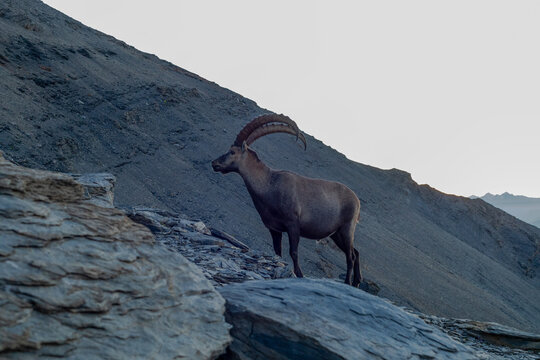 Bouquetin sur sommet montagneux devant le Mont Blanc