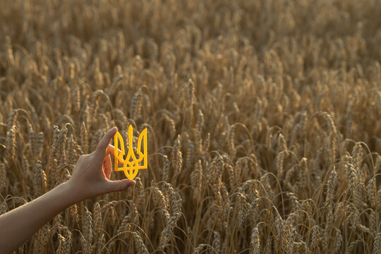 yellow trident held in child's hand against backdrop of wheat stalks in sunlit field. A symbol of Ukraine. Grain harvesting. Independence Day. Ukraine is an agricultural nation and a grain supplier