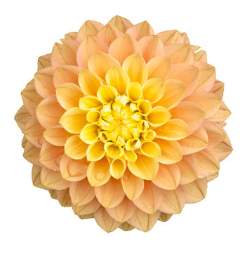  Fleur de dahlia jaune et orange