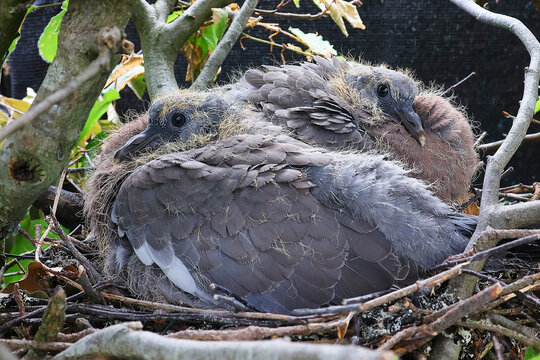 Two young pigeons in their nest. Fledglings.