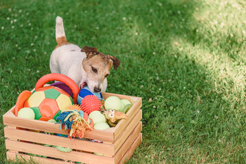 Dog Choosing Interactive Toys from Enrichment Box in Backyard © alexei_tm