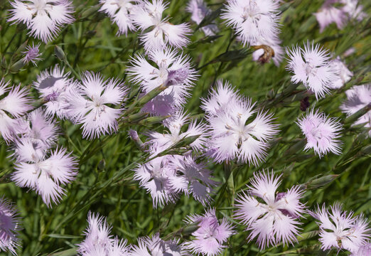 Oeillets Dianthus hyssopifolius blanc eros&eacute;
