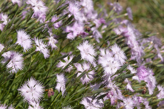Oeillets Dianthus hyssopifolius blanc eros&eacute;