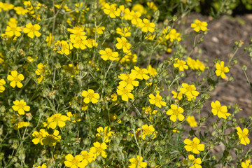Obraz premium Potentilla argentea