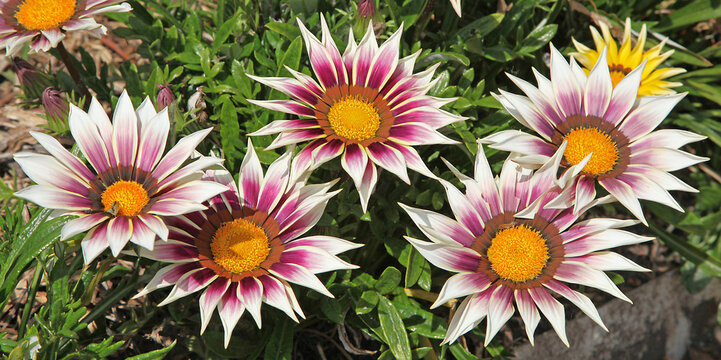 Gazania rouge et blanc