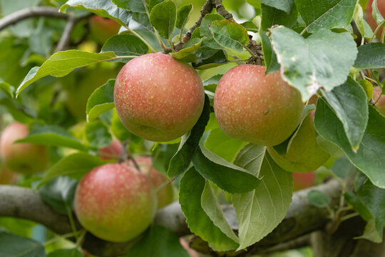 Pommes rouges dans l'arbre	