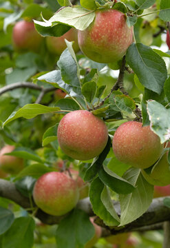 Pommes rouges dans l'arbre	