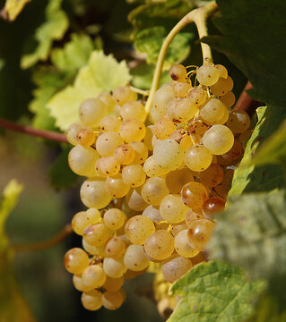 Grappe de raisin blanc	dans un vignoble charentais