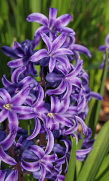 Gros plan d'une Jacinthe violette