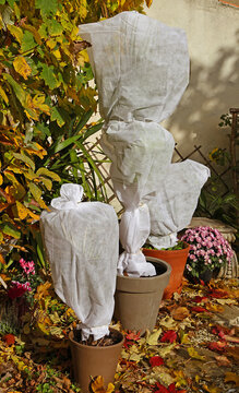 Voile d'hivernage sur plantes en pots	