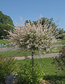 Salix integra Hakuro Nishiki
