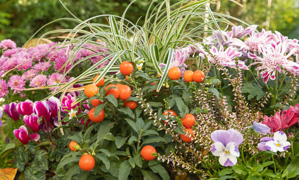 Fleurs d'automne, chrysanth&egrave;me, cyclamen, bruy&egrave;re, viola cornuta, solanum pseudocapsicum et carex	