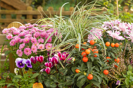Fleurs d'automne, chrysanth&egrave;me, cyclamen, bruy&egrave;re, viola cornuta, solanum pseudocapsicum et carex	