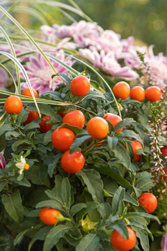 Gros plan du Solanum pseudocapsicum en automne	