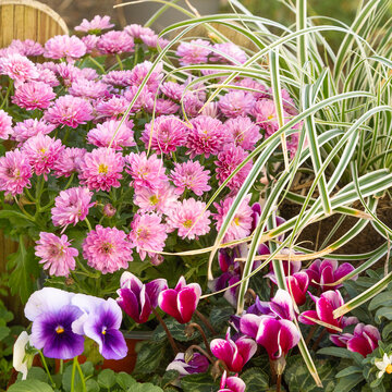 Fleurs d'automne, chrysanth&egrave;me, cyclamen, bruy&egrave;re, viola cornuta, solanum pseudocapsicum et carex	