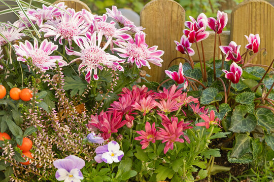 Fleurs d'automne, chrysanth&egrave;me, cyclamen, bruy&egrave;re, viola cornuta, solanum pseudocapsicum et carex	