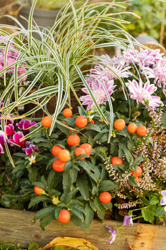 Fleurs d'automne, chrysanth&egrave;me, cyclamen, bruy&egrave;re, viola cornuta, solanum pseudocapsicum et carex	
