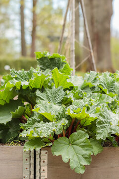 Rhubarb grows in a wooden planter box in the garden. Garden rhubarbsits  stems are edible and used in pies, jellies, and chutneys. The leaves are poisonous.
