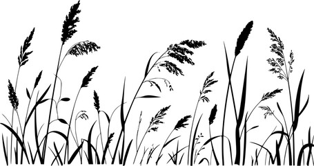 白い背景に孤立した、野生の草原の草と小麦の茎の白黒のシルエット © Tawsif