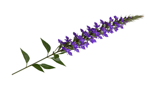 A vibrant purple salvia flower stem isolated on a transparent background, showcasing delicate blossoms and lush green foliage for botanical designs