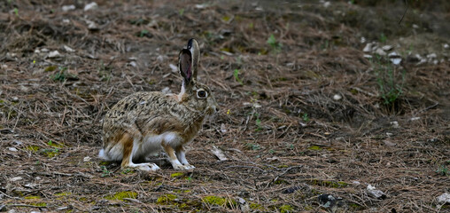 Fototapeta premium Granada hare, Iberian hare // Iberischer Hase (Lepus granatensis) - Kastilien-La Mancha, Spanien