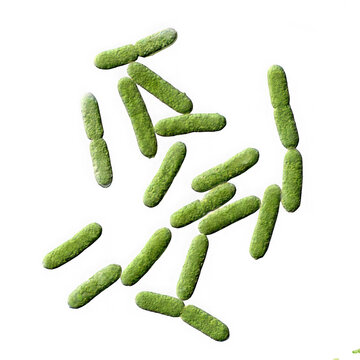 Microscopic view of green bacteria or algae cells isolated on transparent background