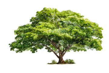 Obraz premium Lush green tree stands tall isolated on transparent background.