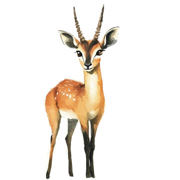 Antelope, elegant watercolor vector painting with refined details, isolated on a white background.