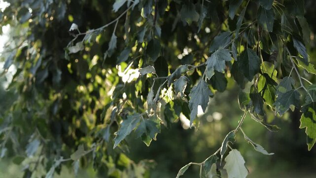 Sunlight filtering through green leaves on tree branches in nature