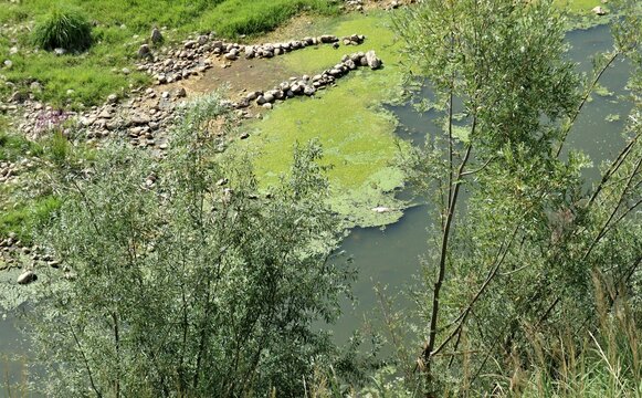 Benevento - Pesce morto sul Fiume Calore da Via Lungocalore Manfredi di Svevia