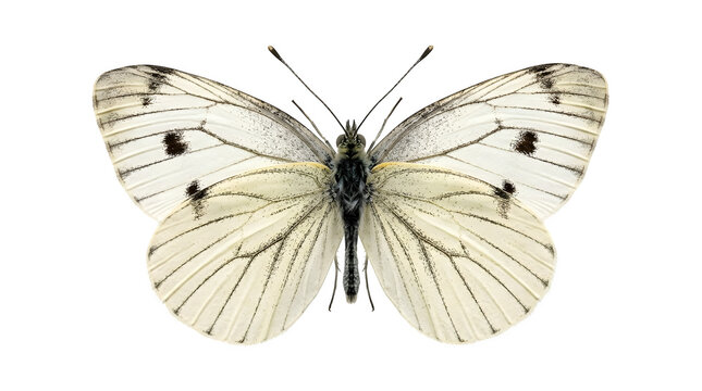 Blackveined white butterfly aporia crataegi isolated on transparent background