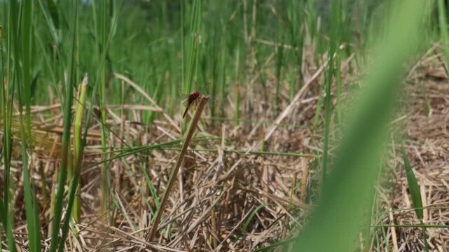 A vibrant red dragonfly rests calmly on a dry stalk surrounded by lush green wetland grass. Concept of biodiversity, delicate insect life, natural ecosystems, and serene wilderness.