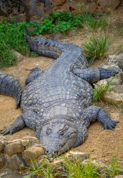 Crocodiles in nature swim in the lake. Many predators lie on the banks of the river, basking in the sun. Close-up of a crocodile.