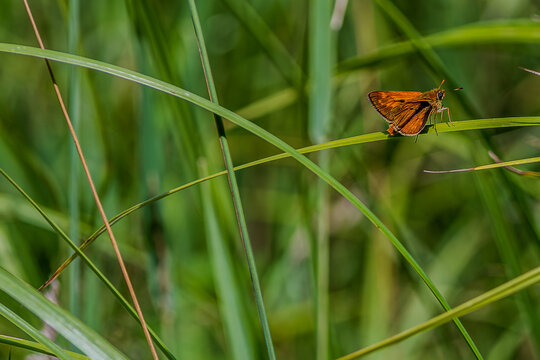 Ein Schmetterling sitzt auf einem Grasst&auml;ngel in einer gr&uuml;nen Wiese an einem sonnigen Tag