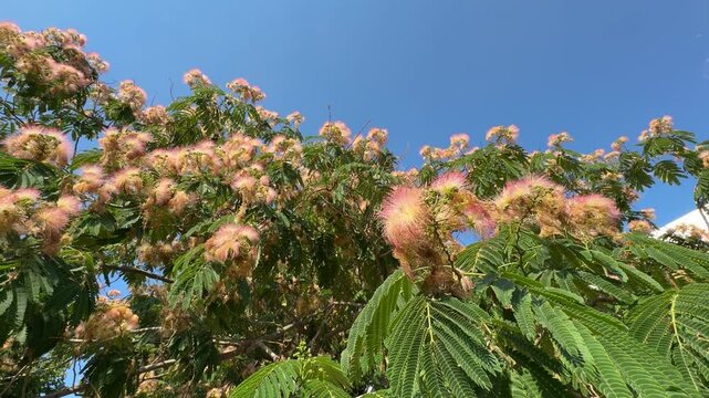 Close-up view of a blossoming Persian silk tree (Albizia julibrissin) with fluffy pink flowers and bipinnate green leaves stretching towards a bright blue sky.