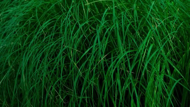 Grass waving at the evening