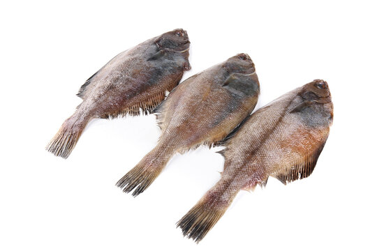 Fresh Dalian Halibut Seafood Products - Premium Quality Caught Fish for Culinary Market