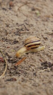 A small striped land snail crawls slowly across sandy soil, extending its delicate tentacles. The macro perspective highlights the intricate spiral patterns on its yellow and brown shell.
