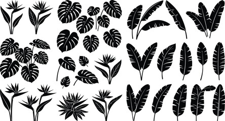 Tropical leaves and flowers black silhouettes collection featuring monstera, banana palm, and bird of paradise plants © Jafrin