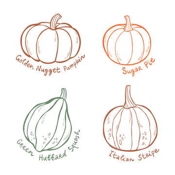 Outline illustration collection with different types of pumpkins. Line art design of autumn squash vegetables with handwritten label names for poster, web, print, cards. Vector clip art set.