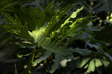 Sunlit Tropical Philodendron Leaves in Lush Garden © foreverhappy