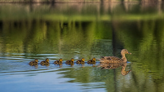 A mother mallard duck leading her six fluffy ducklings in a single file line across a calm, reflective pond during a golden hour, symbolizing family, protection, nature, and parental care.
