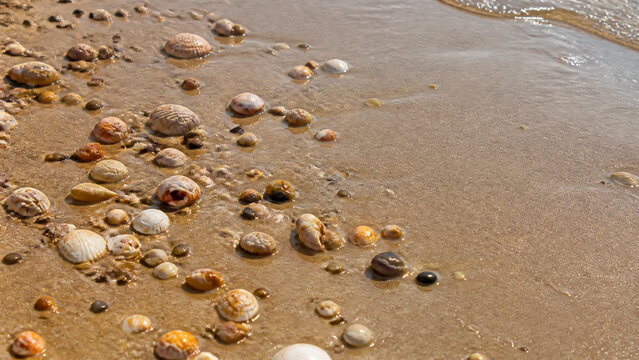 Natural seashells and small pebbles scattered on a wet sandy beach shoreline under bright sunlight, capturing a peaceful summer seaside mood perfect for travel, vacation, and coastal living