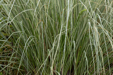 Fototapeta premium Morning Dew on Variegated Ornamental Grass Foliage