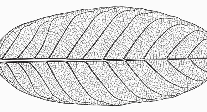 Intricate black and white vector illustration of a leaf vein skeleton, featuring a prominent midrib, lateral veins, and detailed capillary structures on a plain white background.