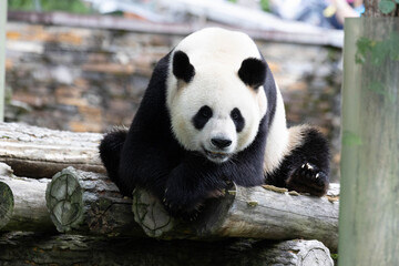 Close up fluffy panda relaxing on the wood log © foreverhappy
